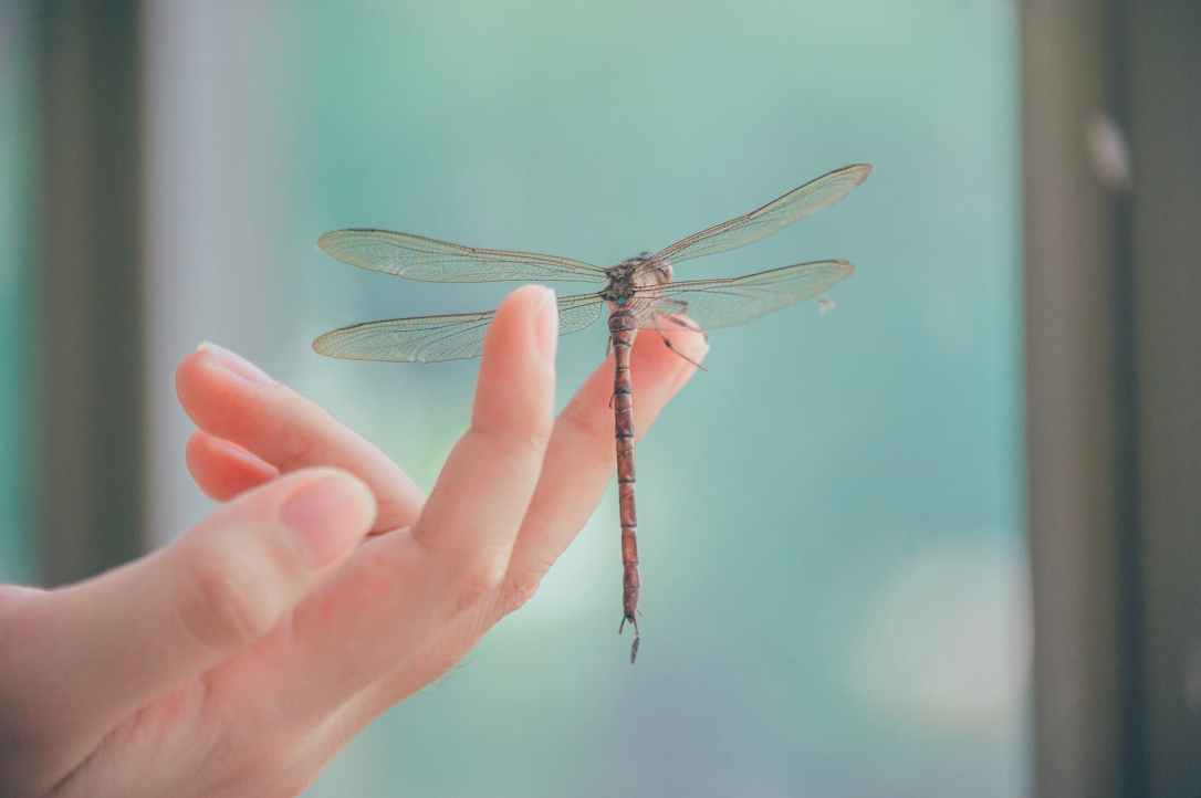 close up photography of dragonfly perched on a finger